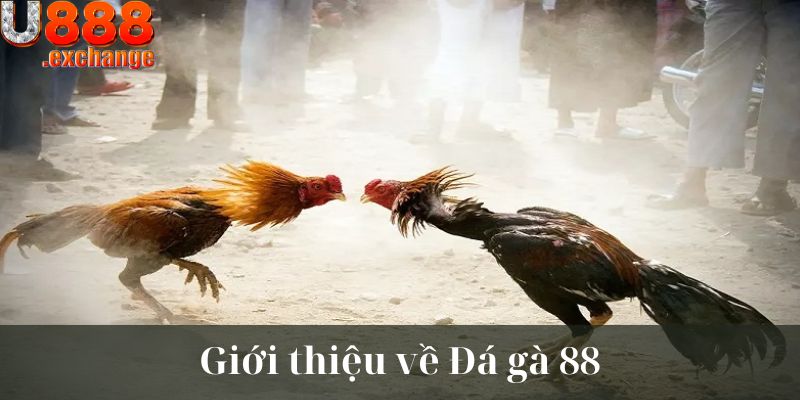 Giới thiệu về Đá gà 88 