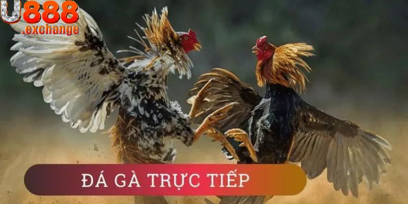 Hướng Dẫn Tham Gia Cá Cược Trực Tiếp Đá Gà U888 